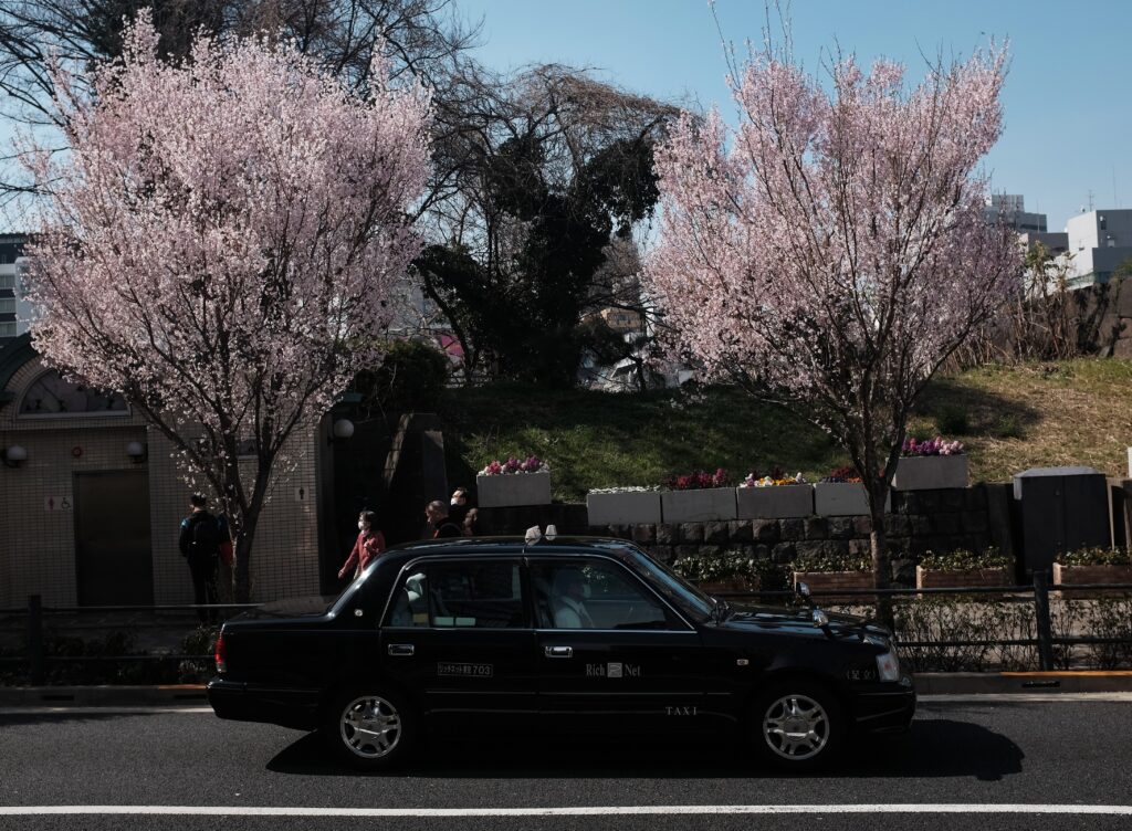 サクラとタクシー